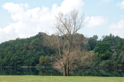 Trees on field against sky