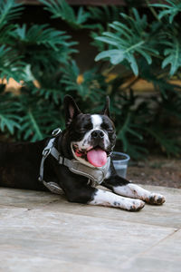 Portrait of dog sitting on floor