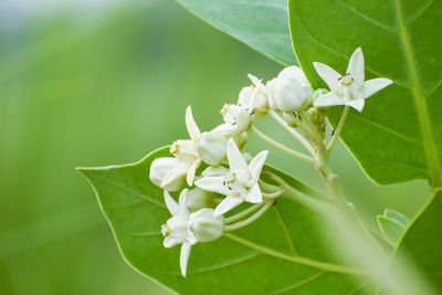 Close-up of white flowering plant