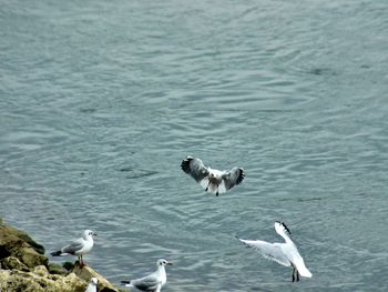 Seagulls flying over lake