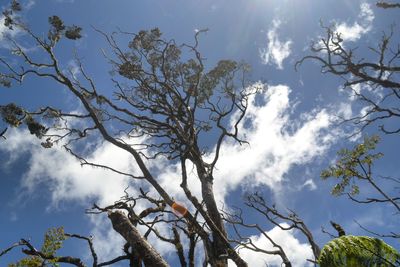 Low angle view of bare tree against sky on sunny day