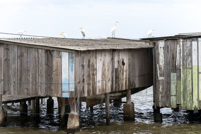 Seagulls perching on wooden post in sea against sky