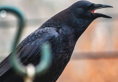 Close-up of bird perching outdoors