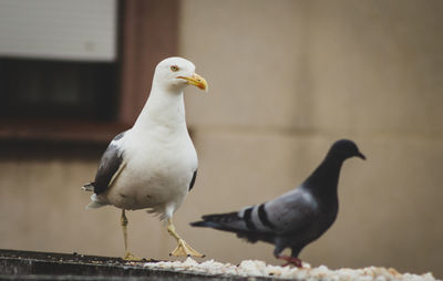 Seagull perching on a wall