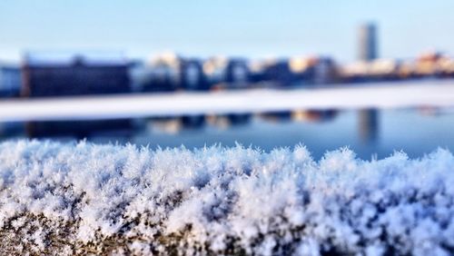 Close-up of snow on plants against sky