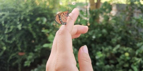 Close-up of butterfly on hand