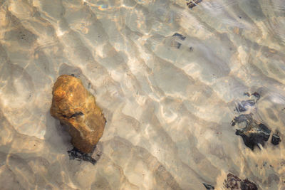 High angle view of crab on beach