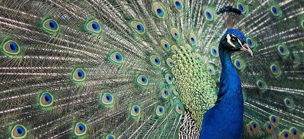 Full frame shot of beautiful peacock dancing with fanned out feathers