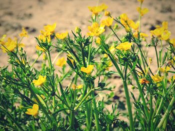 Close-up of yellow flowering plants on field