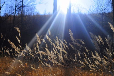 Sun shining through trees in forest