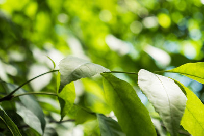 Close-up of green leaves on plant