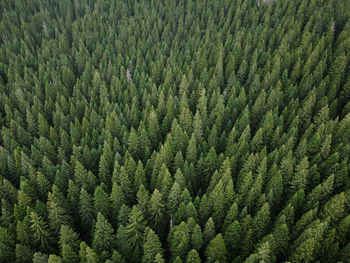 Aerial top view pine forest. texture of coniferous forest view from above. green background nature.
