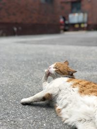 Cat lying in a city