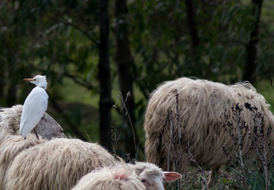 Close-up of sheep