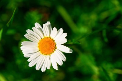 Close-up of white daisy blooming outdoors