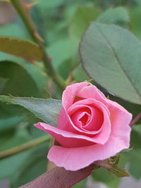 Close-up of pink rose