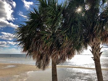 Palm trees on beach against sky
