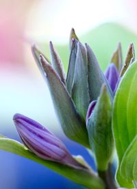 Close-up of purple flowering plant