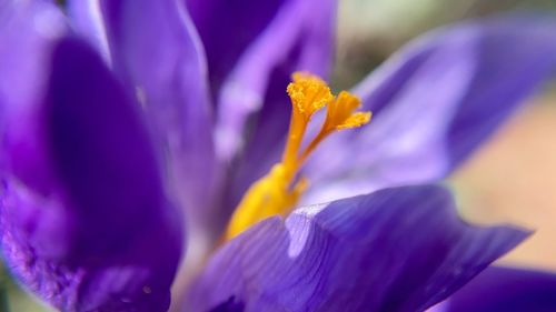 Close-up of purple crocus flower