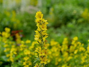 Close-up of yellow flowering plant on field