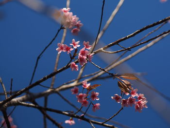 Low angle view of pink cherry blossoms against sky