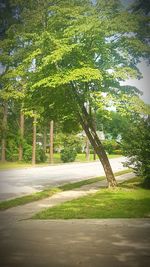 Road amidst trees against sky