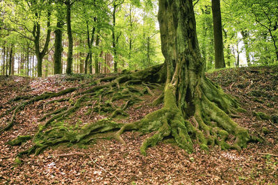 Moss growing on tree trunk in forest