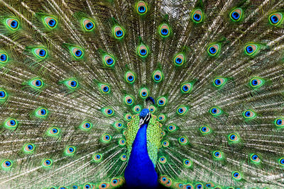 Close-up of peacock from front