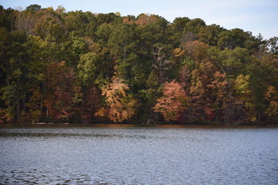 Scenic view of lake in forest during autumn