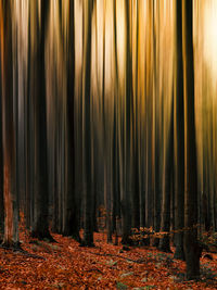 Sunlight falling on leaves in forest during autumn