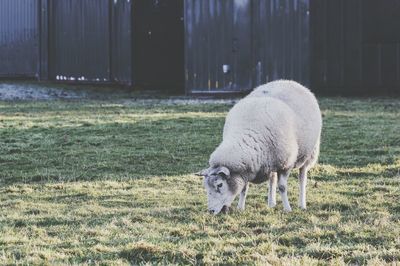 Sheep grazing on field