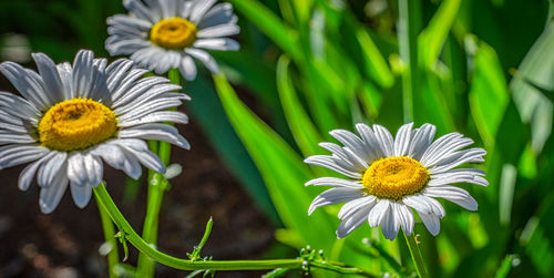 Close-up of white daisy flowers
