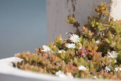 Close-up of flowers