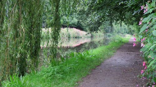 Panoramic view of plants and trees in water