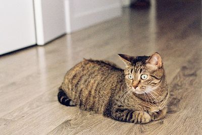 Portrait of cat resting on bed