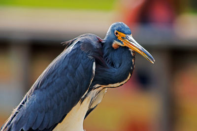 Close-up of heron