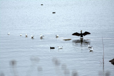 Birds in water