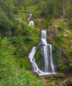 View of waterfall in forest