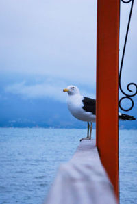 Seagull flying over sea