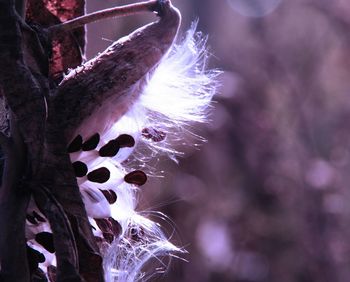 Close-up of purple flower hanging on tree