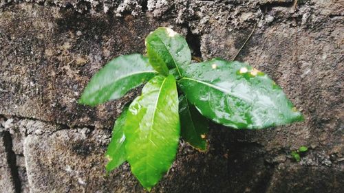 Close-up of wet plant