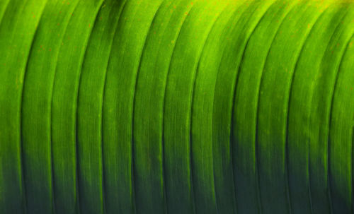 Full frame shot of green leaves