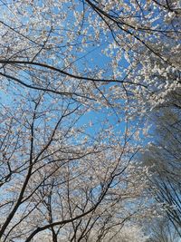 Low angle view of tree against sky