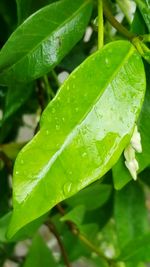 Close up of leaves