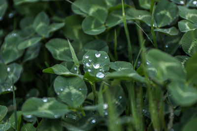 Close-up of wet plant leaves during rainy season