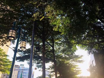 Low angle view of trees against sky