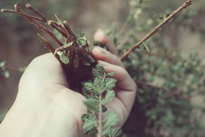 Cropped image of hand holding fresh herbs