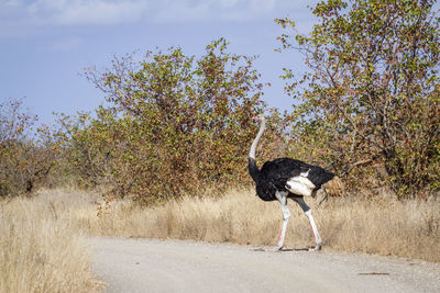 Bird on a road