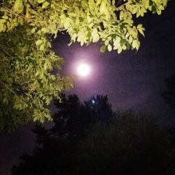 Low angle view of silhouette trees against sky at night