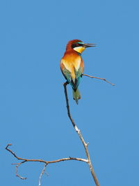 Low angle view of bird perching on branch against clear blue sky. european bee-keeper.